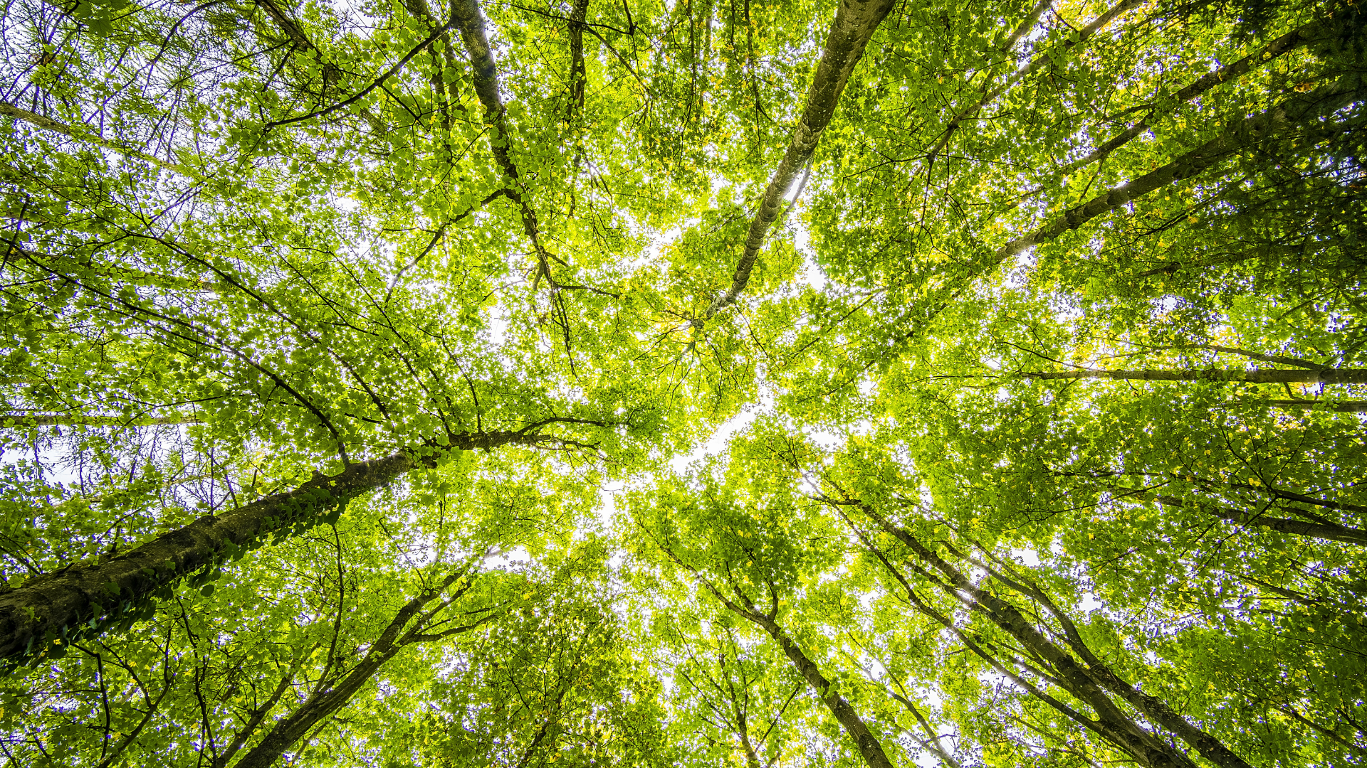 metsän latvastoa, vihreitä lehtiä ja oksia