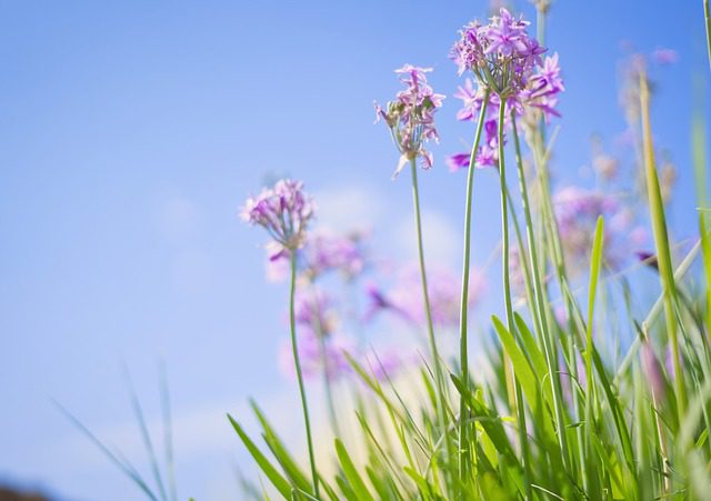 kuvassa taustalla sininen taivas ja etualalla violetin värisiä kukkia