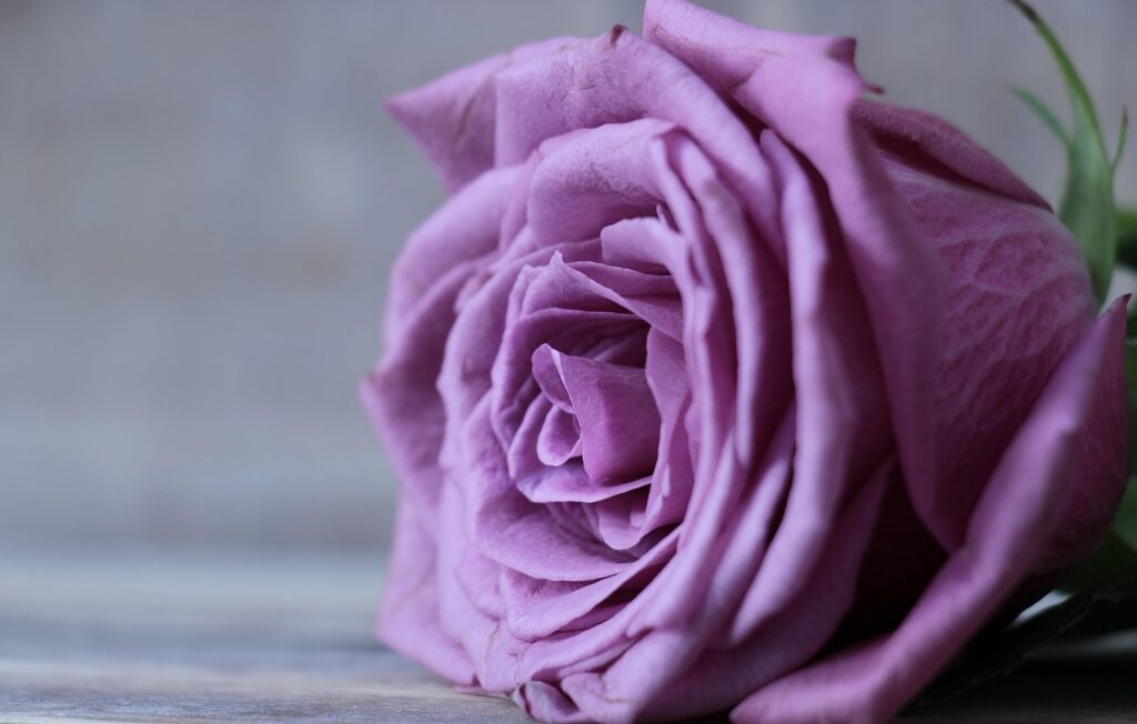 violetti ruusu harmaalla taustalla